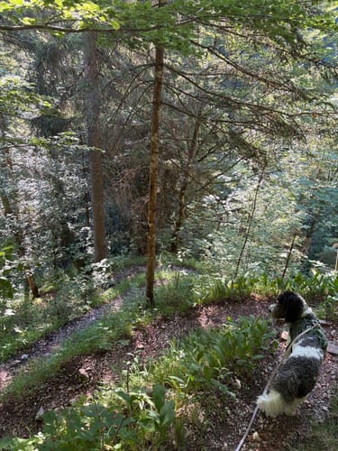 Klausenbachklamm und Zwerchenbergalm