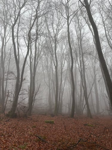 Wolfstein - Gipfelsteig zum Königsberg