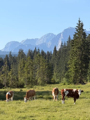 Mooswinklalm - Muckklause