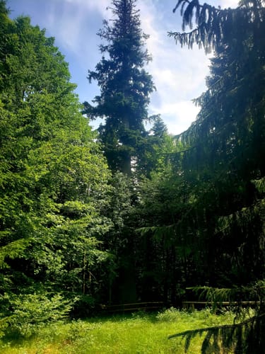 Urwaldrelikte im Norden des Nationalparks