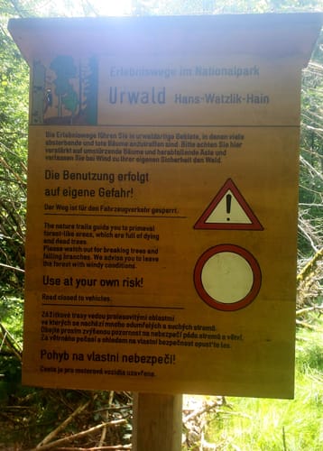 Urwaldrelikte im Norden des Nationalparks