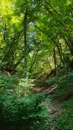 Löfer Rabenlaypfad (Premiumspazierwanderweg)