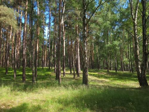 Seenrundweg Fleehter Mühle