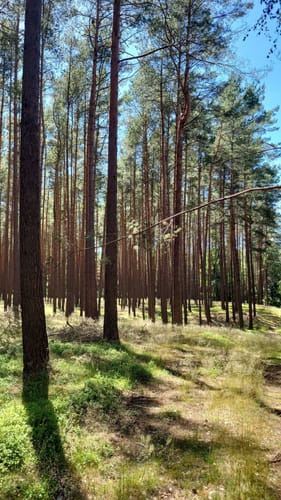 Seenrundweg Fleehter Mühle