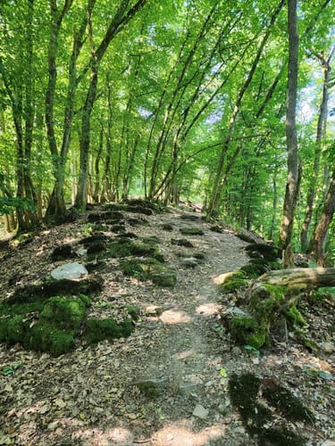 Mosel-Camino (Jakobsweg): Koblenz-Stolzenfels - Trier-St. Matthias