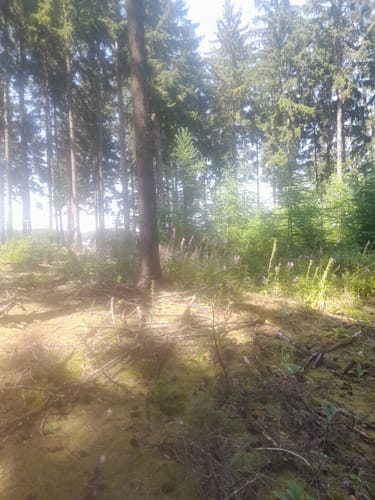 Varusturm - Bardenburg - Dörenberg