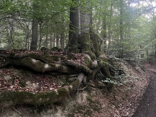 Rheinsteig Etappe 3: Bad Honnef - Linz