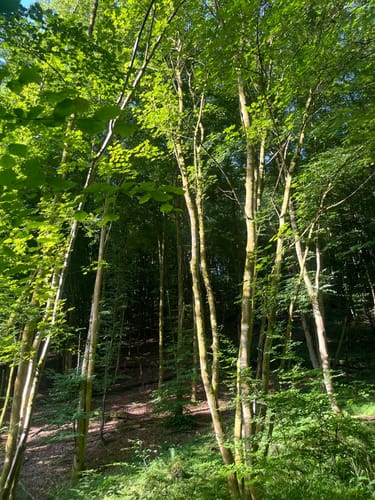 Von Erkensruhr durch das Püngel- und Wüstebachtal
