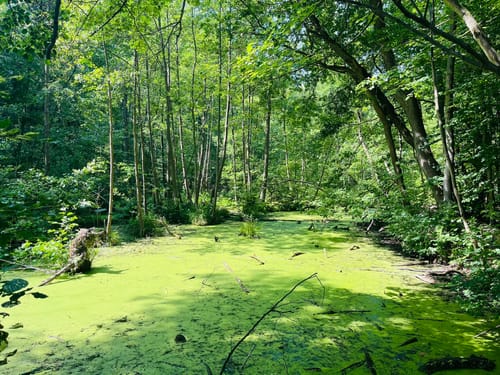 Müggelsee Rundweg