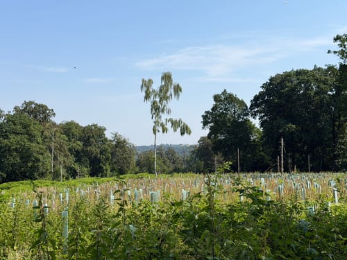 Durch die Wälder bei Schloss Landsberg