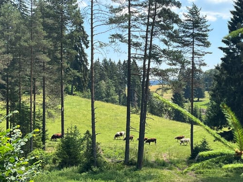 Zum Mathisleweiher