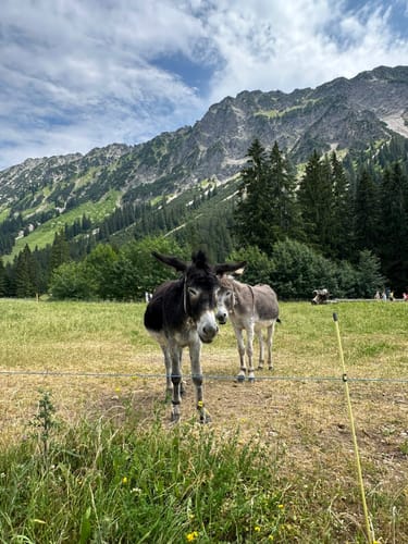 Am Faltenbach