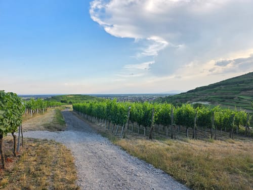 Kaiserstuhllauf