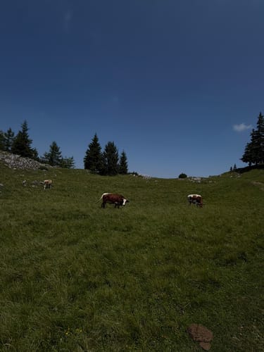 Von Einsiedl zum Gamskogel