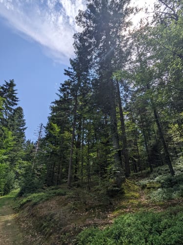 Ochseneben Trail