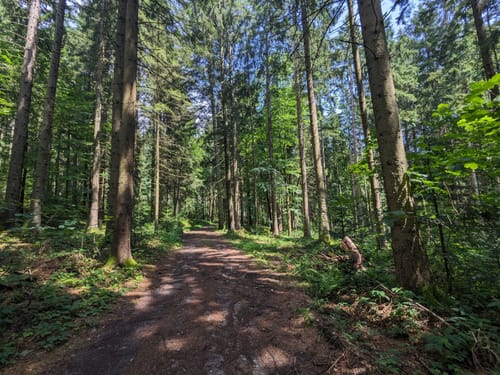 Ochseneben Trail