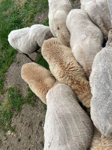 Einmal um den Kreiswald - Große Runde