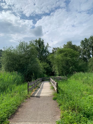 Söder Wald P7 (Premiumwanderweg)