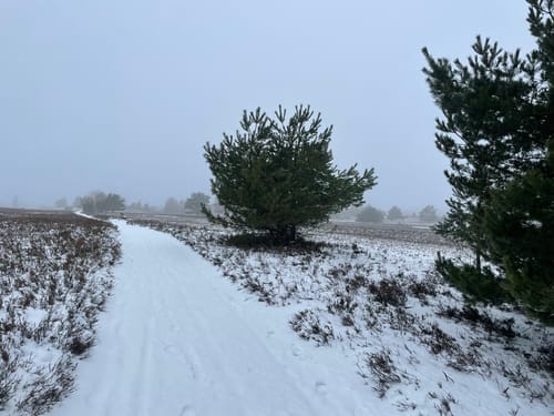 Totes Holz und lebendige Heide