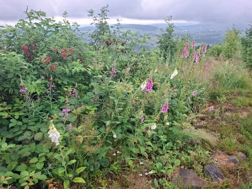 Scheibenberg Rundweg