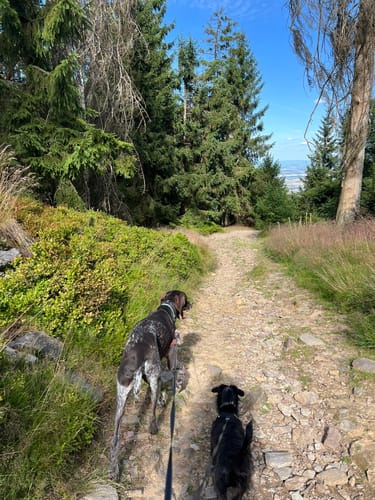 Große Kurve und Altkönig Rundweg