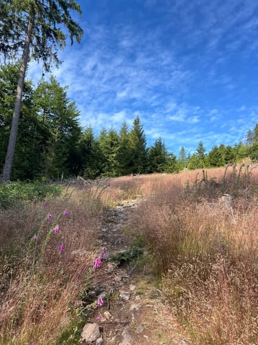 Große Kurve und Altkönig Rundweg