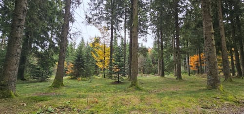Brend und Martinskapelle Rundweg