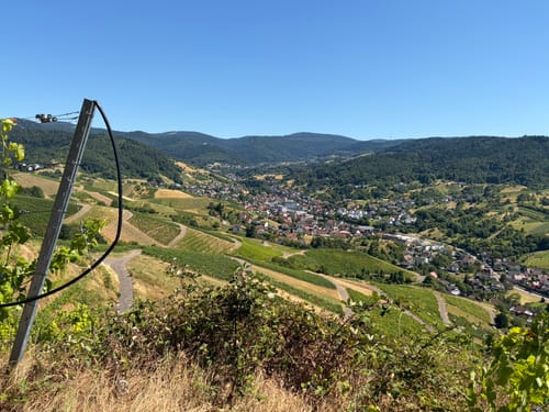 In die Weinberge über Affental