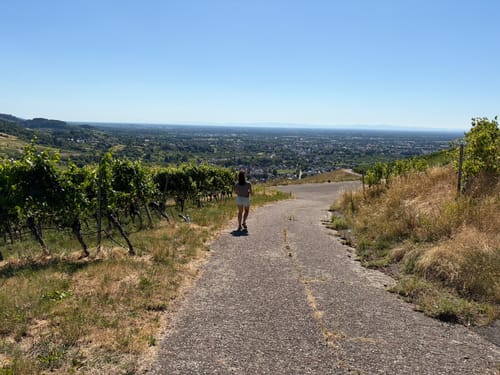 In die Weinberge über Affental
