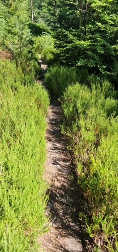 Heidelbeerweg (Premiumwanderweg)