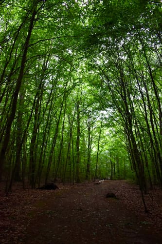 Wald und Feld bei Schwarzenbek