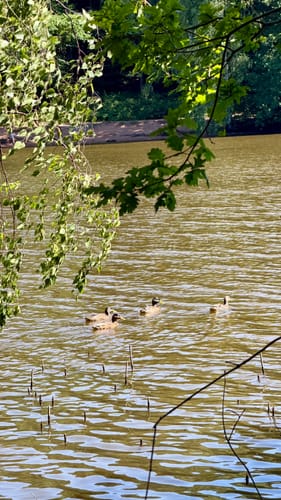Vogelwoog
