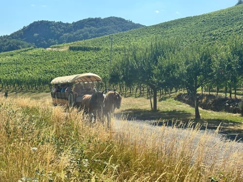 Rotweinwanderweg von Altenahr nach Dernau