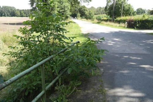 Räsfeld nach Marienthal