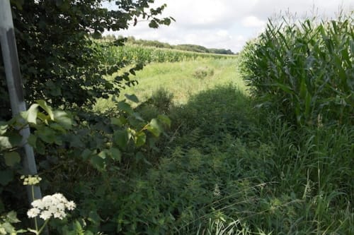 Räsfeld nach Marienthal