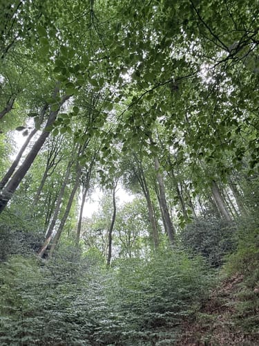Gerresheim: Rotthäuser Bachtal
