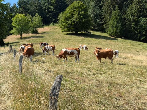 Kälbelescheuer-Nonnenmattweiher