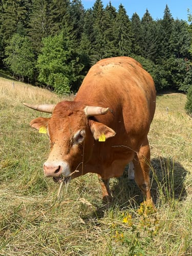 Kälbelescheuer-Nonnenmattweiher