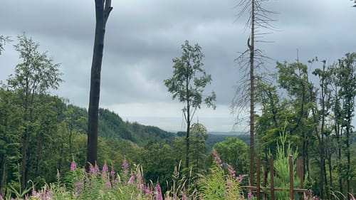 Bad Sachsa - Berghof Ravensberg - Ratsberg