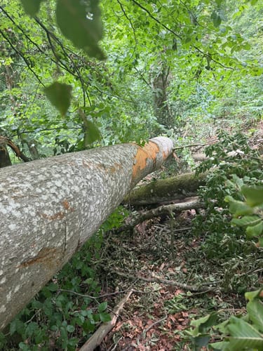Ried: Jägersteig