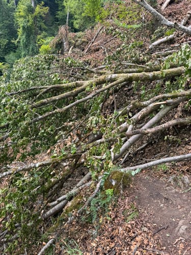 Ried: Jägersteig