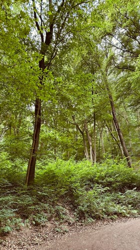 Rheinecker Felsenweg 8