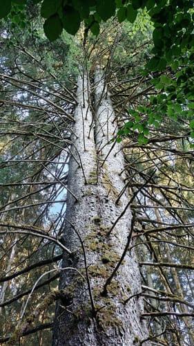 Frau Holle (Premiumwanderweg)