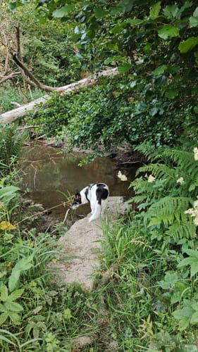 Frau Holle (Premiumwanderweg)