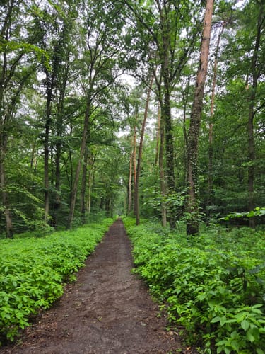 Misburger Wald - Altwarmbüchener Moor - Altwarmbüchener See