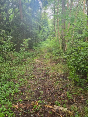 Misburger Wald - Altwarmbüchener Moor - Altwarmbüchener See