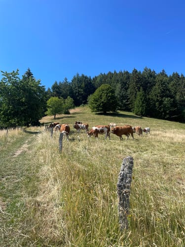 Kälbelescheuer-Nonnenmattweiher
