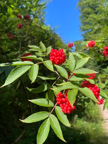 Kälbelescheuer-Nonnenmattweiher