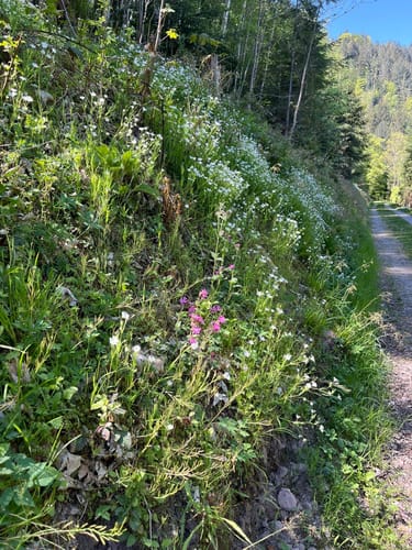 Ostweg Etappe 2: Bad Liebenzell - Bad Teinach