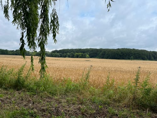 Siebendörfer Moor
